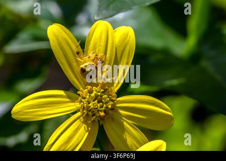 Eine weibliche Kleine Krabbenspinne zeigt eine Farbvariation, während sie auf einer Blume ihrer eigenen Farbe stilljagt und auf Insektenbeute lauert. Stockfoto