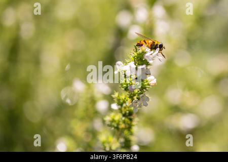 Biene, die Pollen auf weiß blühendem Oregano sammelt Stockfoto