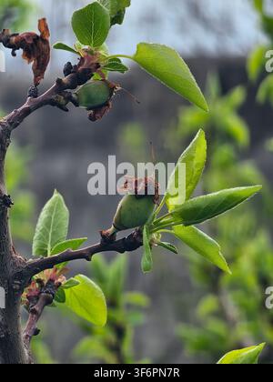 Junge unreife Aprikosen (Prunus armeniaca) wachsen an einem Ast nach der Frühlingsblüte Stockfoto