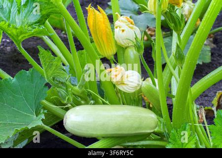 Ein Strauch frischer grüner Zucchini in einem Gemüsegarten. Blühende junge Zucchini. Stockfoto