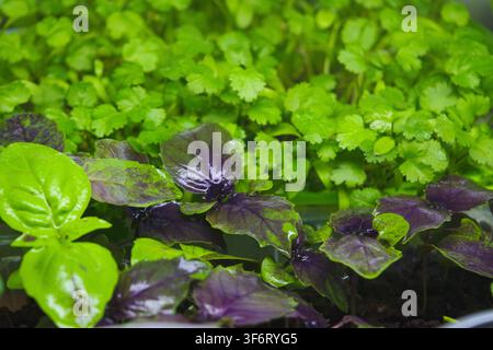 Eine Nahaufnahme eines blühenden Indoor-Kräutergartens, der eine Vielzahl von frischen Kräutern mit lebendigen grünen und violetten Blättern zeigt. Die Pflanzen sind dicht gepackt Stockfoto