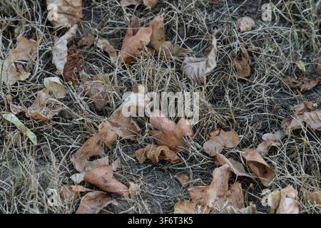 Getrocknete Blätter in verschiedenen Farbtönen lagen verstreut auf dem Boden zwischen braunen Grasflecken in einer Außeneinrichtung im Herbst. Sonnenlicht scheint auf t Stockfoto