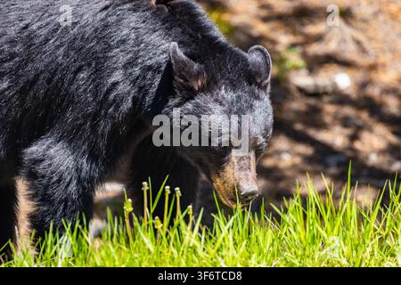 Wildschwarzer Bär, der sich von gelben Löwenzahnblüten im Wald des Yellowstone-Nationalparks ernährt Stockfoto