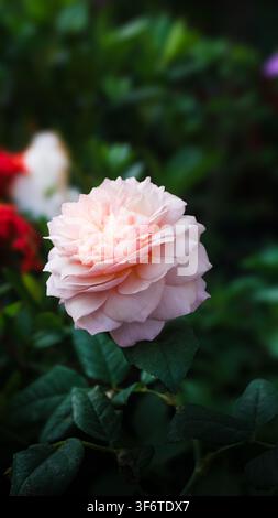 Weiche rosa Rose blüht mit zarten Blütenblättern. Grüne Blätter umrahmen die Blume im natürlichen Licht. Der Hintergrund deutet auf weitere Blüten in weicher Unschärfe hin. Sanfte Farbe Stockfoto