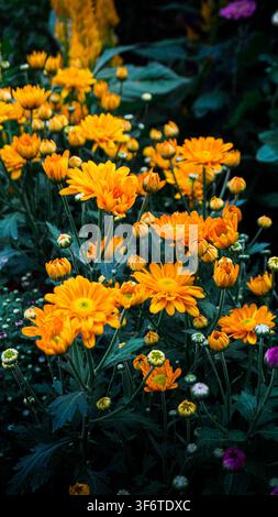 Leuchtend orangefarbene Chrysanthemen blühen in einer üppigen Gartenoase. Rosa Blüten setzen Kontrast zu tiefgrünem Laub Stockfoto