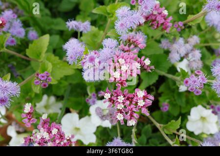 Blauer Ageratum houstonianum blüht mit rosa Statice. Frische Flossblume Pflanze Nahaufnahme von oben. Hinterhof-Blumenhintergrund. Stockfoto