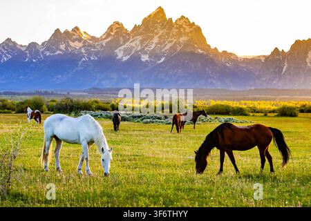 Pferde grasen friedlich auf einer üppigen grünen Wiese unter den Teton-Bergen bei goldenem Sonnenuntergang Stockfoto