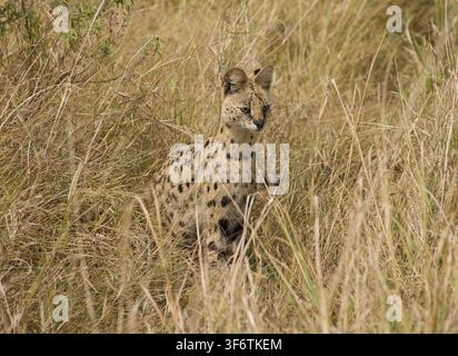 Afrikanischer Serval (Leptailurus serval) ruht ruhig zwischen hohem, trockenem Savannengras und beobachtet seine Umgebung im Maasai-Mara-Nationalreservat. Stockfoto