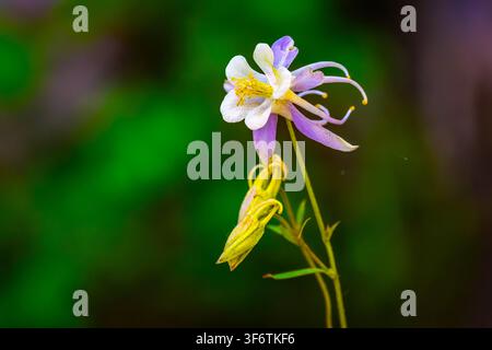 Aquilegia caerulea mit charakteristischen gespornten Blütenblättern und gelben Staubblättern, heimisch in den Rocky Mountains Stockfoto