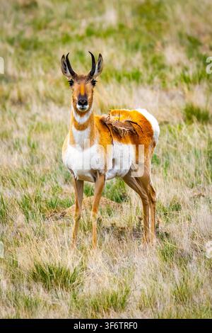Nahaufnahmeporträt eines männlichen Nordamerikanischen Prairiewildes in den Wildgräsern von Wyoming Stockfoto