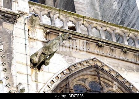 Nahaufnahme eines historischen Wasserspeiers an der gotischen Fassade der Kathedrale Notre-Dame in Paris, der mittelalterliche Steinarchitektur und aufwendige Architektur zeigt Stockfoto