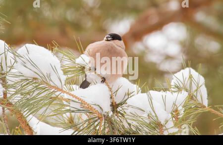 Gemeine Kernbeißlerin, Pyrrhula pyrrhula. Ein frostiger Wintertag. Weibchen sitzt auf einem Kiefernzweig und frisst Schnee Stockfoto