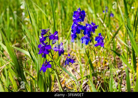 Nahaufnahme von blühenden lila Lerchensporn-Wildblumen, die auf einer natürlichen Wiese wachsen Stockfoto