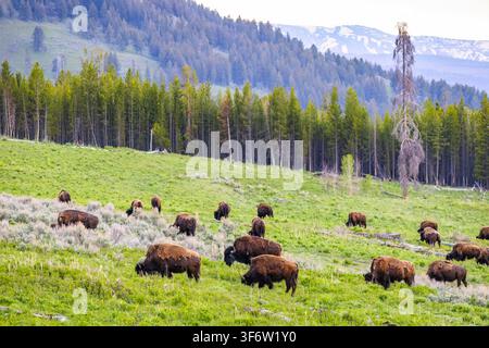 Eine große Herde amerikanischer Bisons grast über die sanften Hügel des Lamar Valley im Yellowstone-Nationalpark Stockfoto