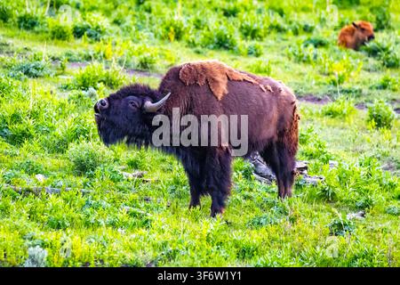 Eine große Herde amerikanischer Bisons grast über die sanften Hügel des Lamar Valley im Yellowstone-Nationalpark Stockfoto