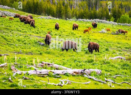 Eine große Herde amerikanischer Bisons grast über die sanften Hügel des Lamar Valley im Yellowstone-Nationalpark Stockfoto
