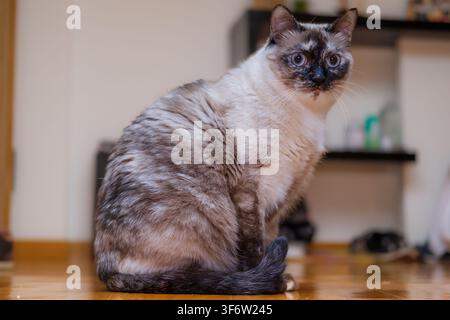 Häusliche Katzenkatze mit blauen Augen sitzt auf einem Holzboden im Innenraum Stockfoto
