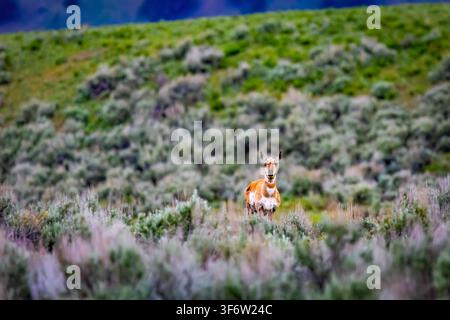 Ein Pronghorn steht auf einer grünen Wiese im Lamar Valley des Yellowstone-Nationalparks Stockfoto