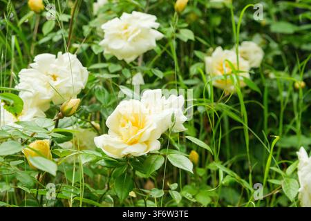 Schöne blassgelbe Rosen blühen in einem üppigen grünen Garten, umgeben von hohem Gras. Stockfoto