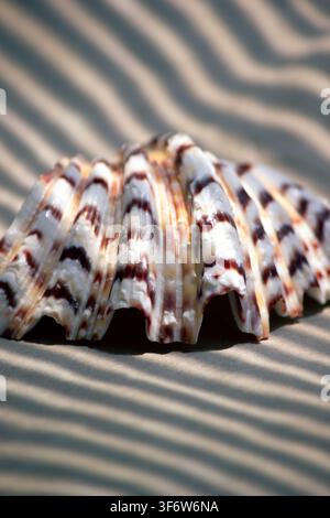 Leere Rapana-Gastropodenmuschel, die Öffnung auf Sand zeigend mit weichen linearen Schatten Stockfoto