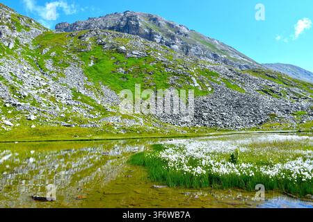 Berge mit grüner Wiese und Geröllhalde über dem Unteren Lanischsee mit einem Moor am Ufer und weißen Wollgras (Eriophorum scheuchzeri) Pflanzen darin Stockfoto