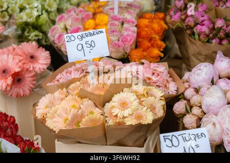 Bunte Sträuße aus Gerbera, Pfingstrosen und Tulpen, die auf einem lebhaften Blumenmarkt in Amsterdam zum Verkauf arrangiert sind Stockfoto