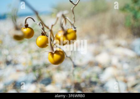 Nahaufnahme von kleinen gelben Wildtomaten, die an dünnen, trockenen Ästen einer Pflanze hängen, die in einer natürlichen ariden Umgebung wächst, mit verschwommenem Hintergrund. Stockfoto