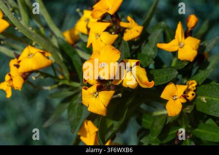 Lebendige gelbe Ägäu-Wandblume (Erysimum cheiri) blüht in einem sonnigen Garten Stockfoto