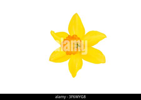 Einzeln gelbe und orange Narzisse (Narcissus) isoliert auf weißem Hintergrund Stockfoto