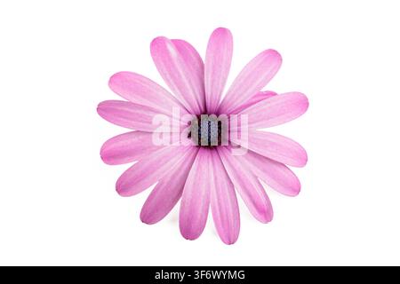 Einziger rosalila afrikanischer Daisy-Blütenkopf (Osteospermum) isoliert auf weißem Hintergrund Stockfoto