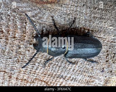 Makroaufnahme von oben eines paarungswilligen Paares von Spondylis buprestoides (Holzschäfer / Kiefernstumpf-Langhornkäfer) auf verwittertem grauem Holz. Schwarze Käfer mit Stockfoto