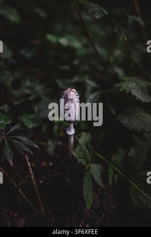 Zottiger Tintenkappenpilz auf einem dunklen Waldboden Stockfoto