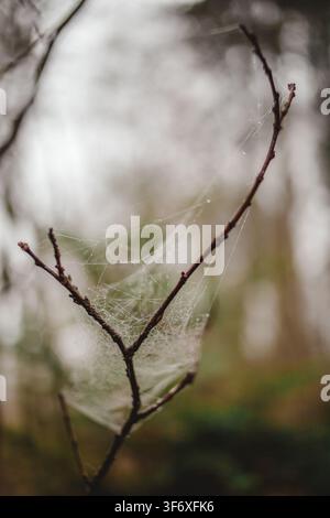 Zarte Spinnennetz mit Tautropfen an einem Ast Stockfoto
