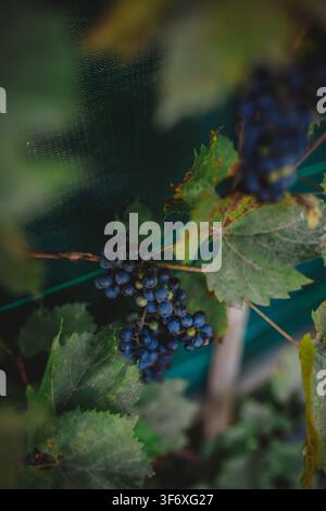 Dunkelblaue Trauben reifen an einer Weinrebe Stockfoto