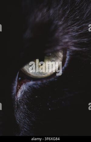 Dramatischer Nahaufnahme eines schwarzen Katzenauges Stockfoto