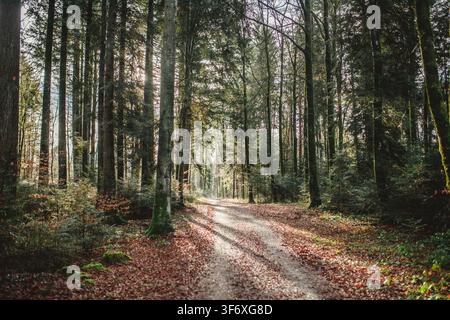 Sonnenbeschienener Wanderweg durch einen friedlichen Herbstwald Stockfoto