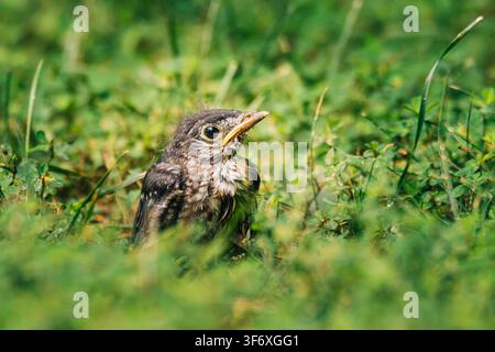 Neugieriges Babyvogeljunges im grünen Gras Stockfoto