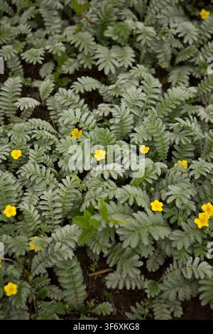 Üppige Bodenbedeckung mit gelben Blüten aus Silberkraut Stockfoto