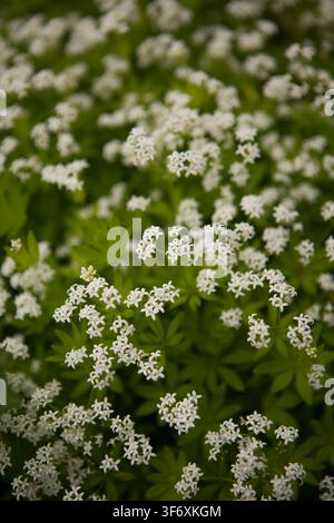 Zarte weiße Blumen des Süßholzes in Blüte Stockfoto