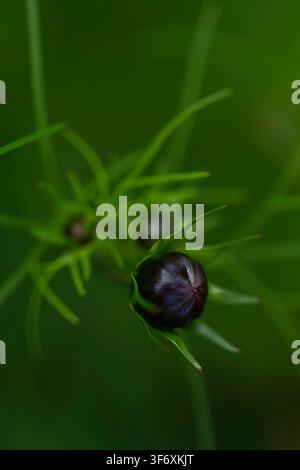 Stimmungsvoller Nahaufnahme eines dunkelvioletten Blütenknospen Stockfoto
