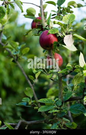 Frische reife rote Äpfel, die an einem Ast wachsen Stockfoto