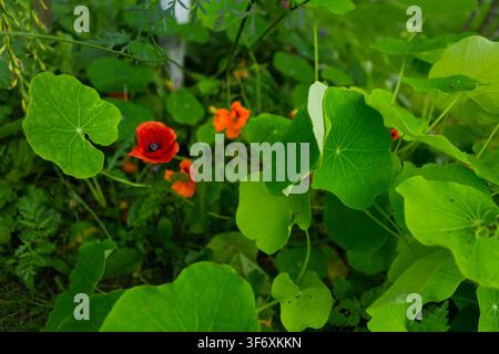 Rote Mohnblume und orangefarbene Kapuzinerkresse in einem grünen Garten Stockfoto