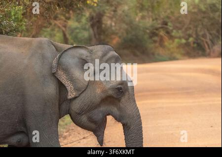 Dieses Bild zeigt einen Nahaufnahme eines Sri-Lanka-Elefanten (Elephas maximus maximus) in seinem natürlichen Lebensraum. Stockfoto