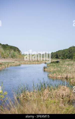 Ruhiger Fluss, der durch ein üppiges grünes Marschland fließt Stockfoto