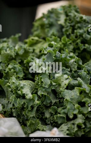 Eine Nahaufnahme von frischem grünem Kohl Stockfoto