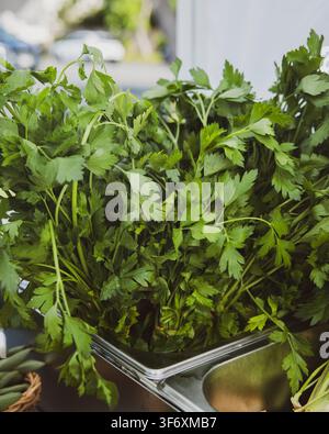 Frischer grüner italienischer Petersilie in einem Behälter Stockfoto