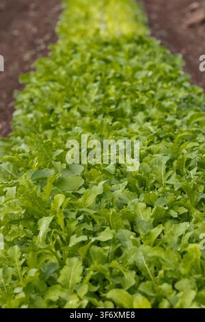 Frischer grüner Rucola, der auf einem Feld wächst Stockfoto