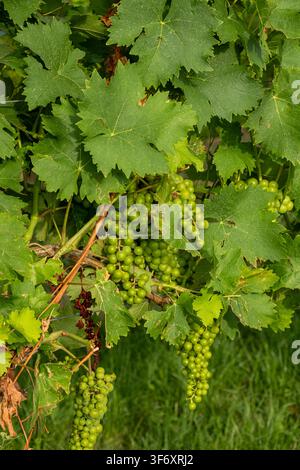 Wachsende grüne Traubenbeere hängt an einem Weinzweig in einem sonnigen Weinberg. Stockfoto