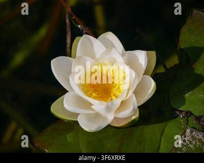 Nahaufnahme einer weißen Seerose, die auf einem ruhigen Teich blüht, umgeben von grünen Seerosenblättern. Elegante Wasserblüte mit hellem gelbem Zentrum in der Natur Stockfoto
