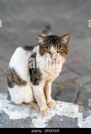 Ein vernarbter Tabby-Streuner sitzt in einer Katzenkolonie auf einem Straßenrand in Gunung Anyar, Surabaya, Ostjava, Indonesien. Stockfoto